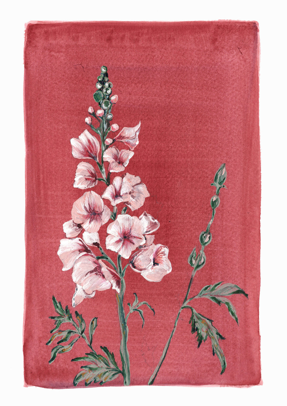 July - Delphinium on Ruby