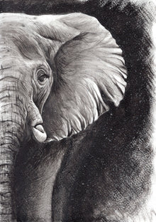  Elephant - Print